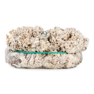 Zamnesia Ready-2-Grow Bag 'Enigma'