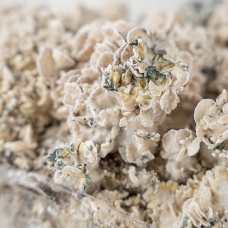 Zamnesia Ready-2-Grow Bag 'Enigma'