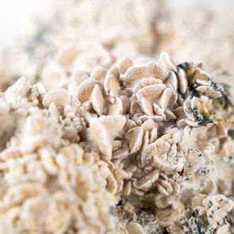 Zamnesia Ready-2-Grow Bag 'Enigma'