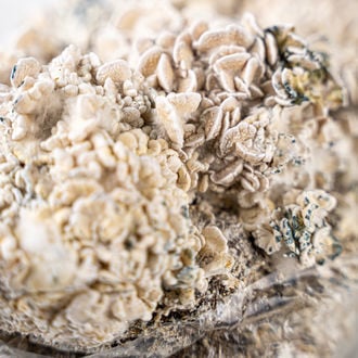 Zamnesia Ready-2-Grow Bag 'Enigma'