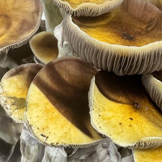 Zamnesia Ready-2-Grow Bag 'Jedi Mind Fuck'