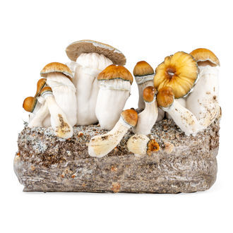 Zamnesia Ready-2-Grow Bag 'Hillbilly Pumpkin'