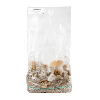 Zamnesia Ready-2-Grow Bag 'Hillbilly Pumpkin'