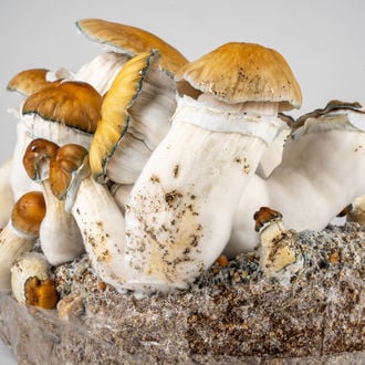 Zamnesia Ready-2-Grow Bag 'Hillbilly Pumpkin'