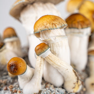 Zamnesia Ready-2-Grow Bag 'Hillbilly Pumpkin'