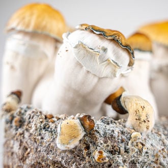 Zamnesia Ready-2-Grow Bag 'Hillbilly Pumpkin'