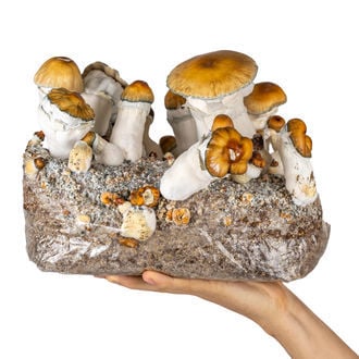 Zamnesia Ready-2-Grow Bag 'Hillbilly Pumpkin'