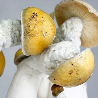 Zamnesia Ready-2-Grow Bag 'MVP'