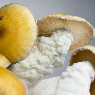 Zamnesia Ready-2-Grow Bag 'MVP'