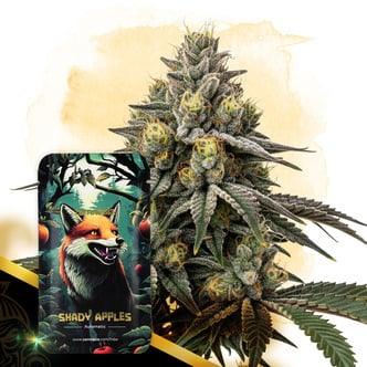 Shady Apples Automatic (Zamnesia Seeds) feminized