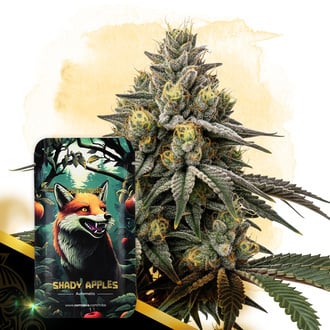 Shady Apples Automatic (Zamnesia Seeds) feminized