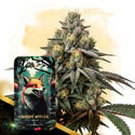 Shady Apples Automatic (Zamnesia Seeds) feminized