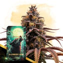 Raspberry Howl Automatic (Zamnesia Seeds) feminized