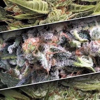 Auto Collection Pack 1 (Paradise Seeds) feminized