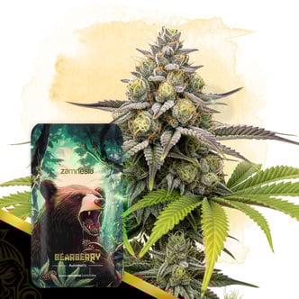 Bearberry Automatic (Zamnesia Seeds) feminized