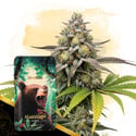 Bearberry Automatic (Zamnesia Seeds) feminized