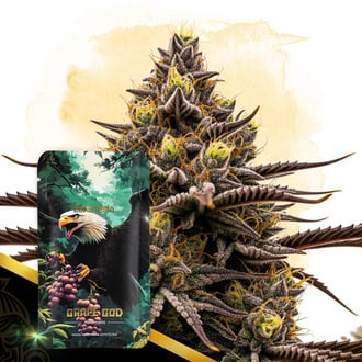 Grape God Automatic (Zamnesia Seeds) feminized