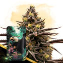 Grape God Automatic (Zamnesia Seeds) feminized