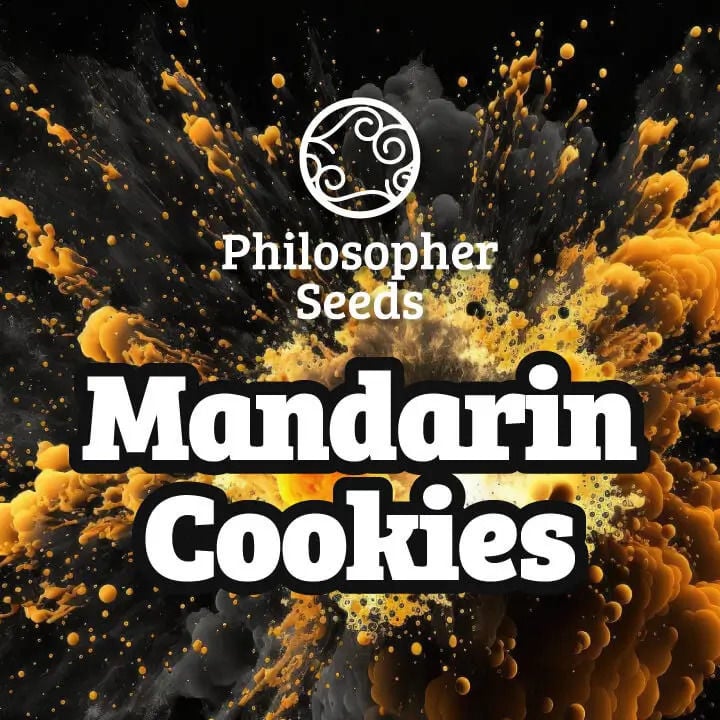 Mandarin Cookies R1 V2 Feminisiert (Ethos Genetics)