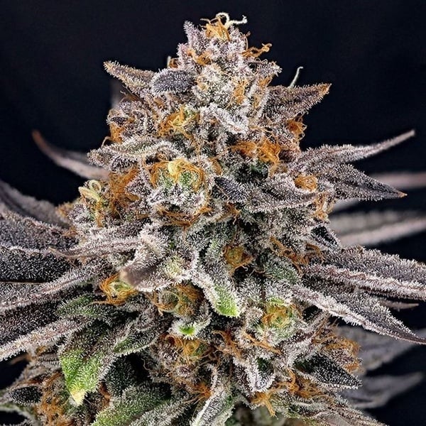 CandyGaz (Ripper Seeds) feminized