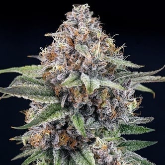 EyeBallz (Ripper Seeds) feminized
