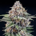 EyeBallz (Ripper Seeds) feminisiert