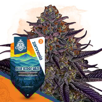 Blue Ridge Haze Autoflower (Zamnesia Seeds) feminized