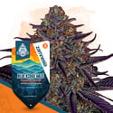 Blue Ridge Haze Autoflower (Zamnesia Seeds) feminized