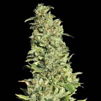 High Level (Eva Seeds) feminized