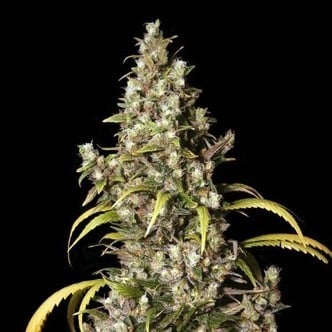 Monster (Eva Seeds) feminized