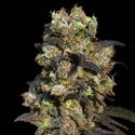 Pink Plant (Eva Seeds) feminized