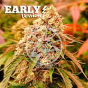 Sunday Punch Early Version (Delicious Seeds) feminisiert