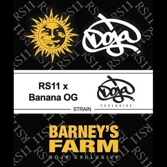 RS11 x Banana OG (Barney’s Farm) feminisiert
