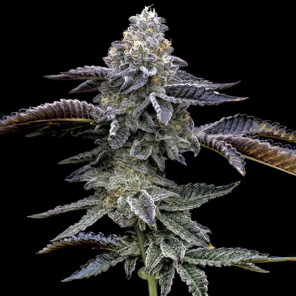 Northern Lights Blue Feminisiert (Barney's Farm)