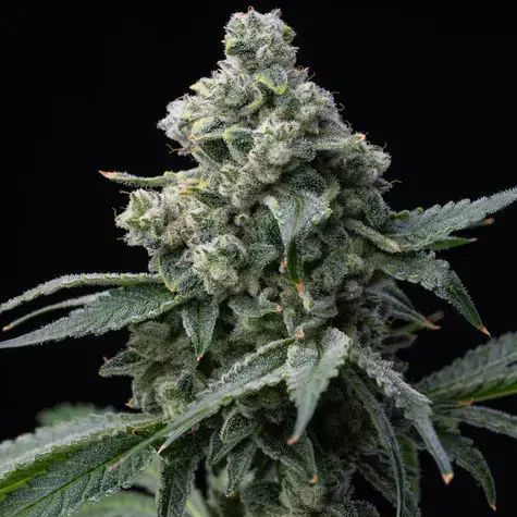 Bruce Banner Feminisiert (Seeds66)