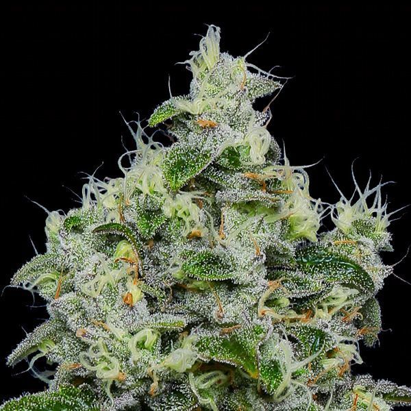 Dankberry Auto (Anesia Seeds) feminisiert