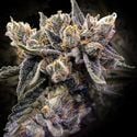 Bruised Banana (DNA Genetics) feminized