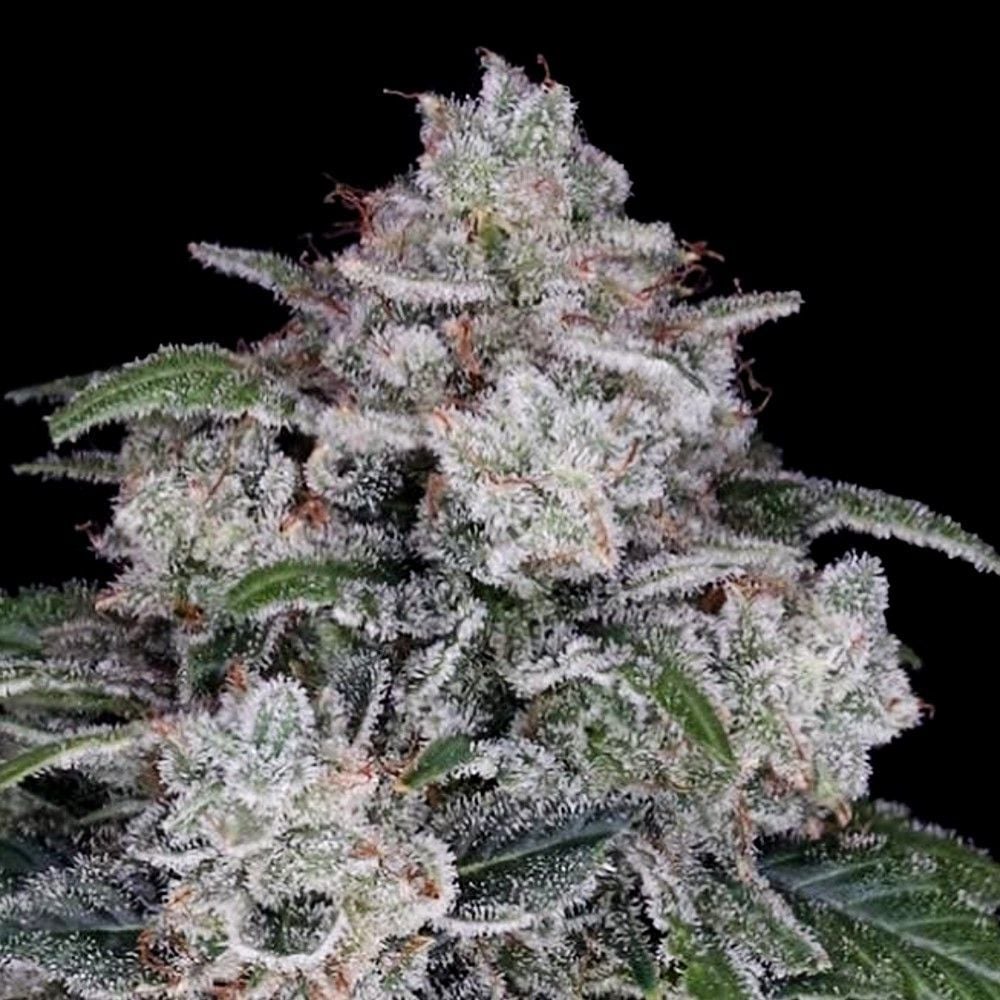 Return of the MAC Auto (DNA Genetics) feminisiert