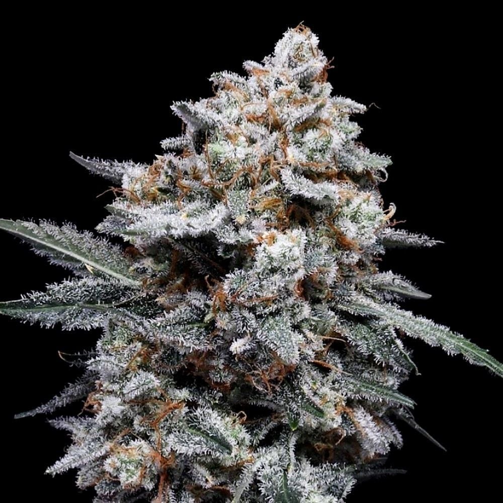 3Wok OG Auto (Mephisto Genetics)
