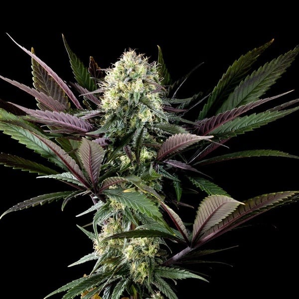 Apple Fritter (Kannabia) feminized