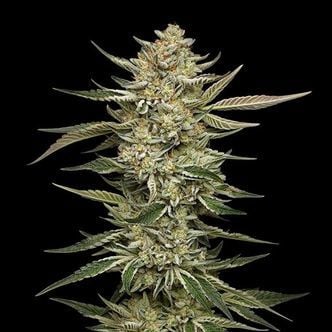 OG Triploid (Humboldt Seed Company) feminized