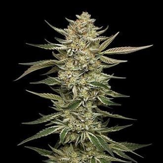 OG Triploid (Humboldt Seed Company) feminized