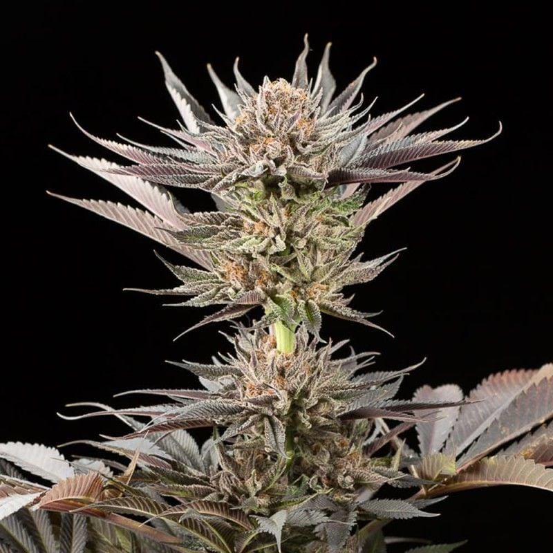 Chem X Lemon Feminisiert (Serious Seeds)