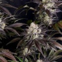 Frostbanger Auto (FastBuds) feminized
