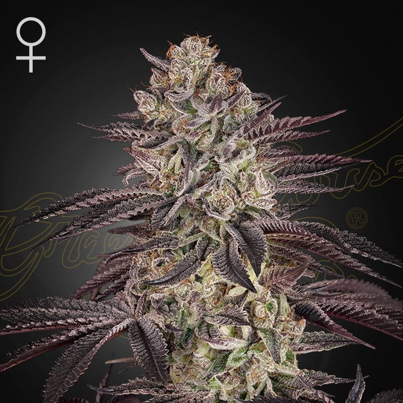 Auto Biscotti (Linda Seeds)