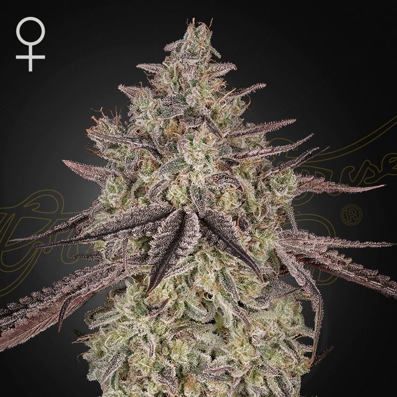 Skywalker OG Gelato Auto (Ganja Farmer)