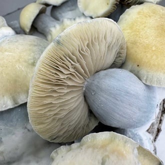 Zamnesia Ready-2-Grow Bag 'Bluey Vuitton'