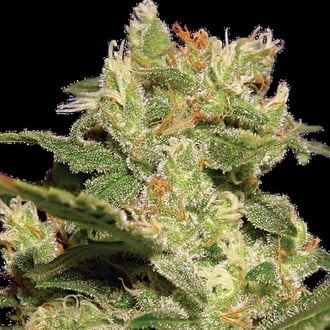 Auto Collection Pack 2 (Paradise Seeds) feminized