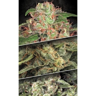 Auto Collection Pack 2 (Paradise Seeds) feminisiert
