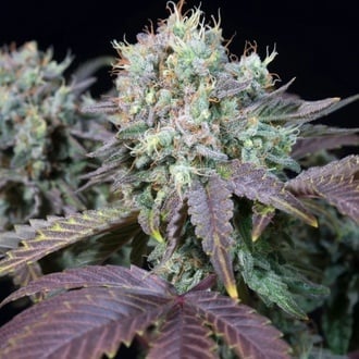 Blue Gem (Paradise Seeds) feminisiert
